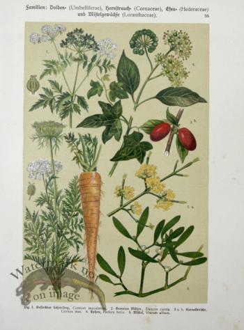 Botanical Atlas 1911 08
